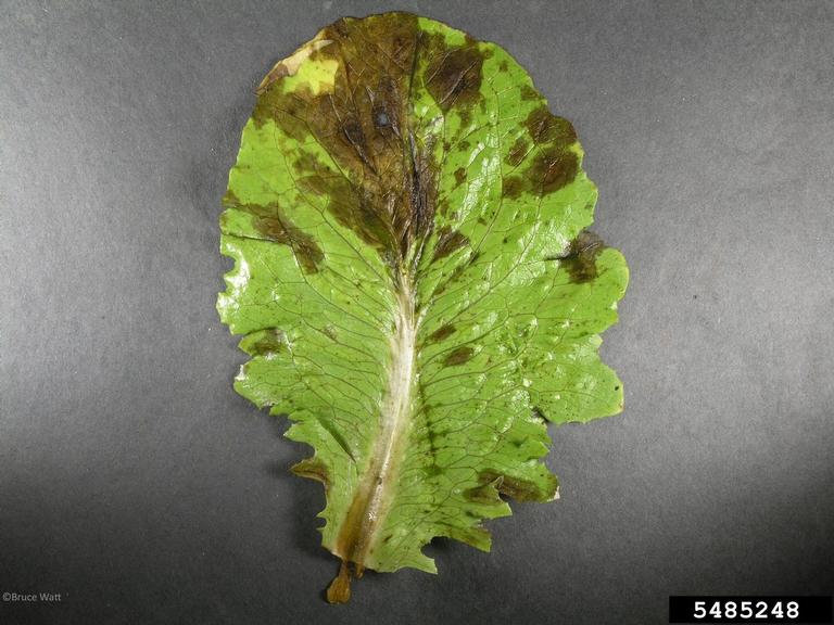 Alternaria black molds / stem cankers (Alternaria spp. ) on lettuce