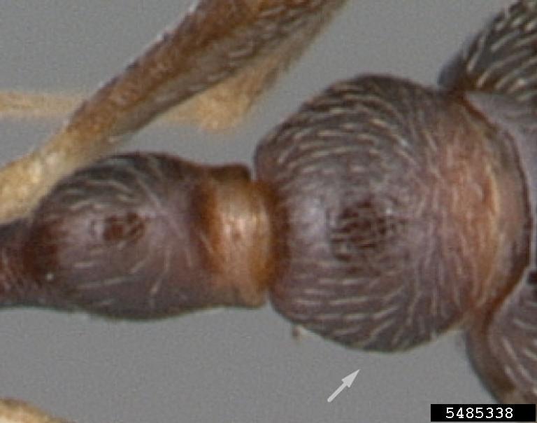 ant (Cardiocondyla venustula Wheeler, 1908)