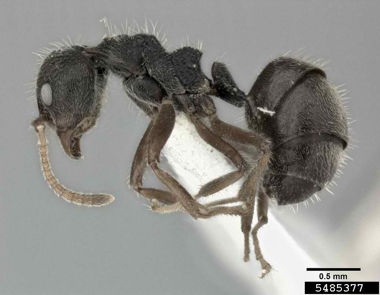 DOLICHODERUS THORACICUS PDF