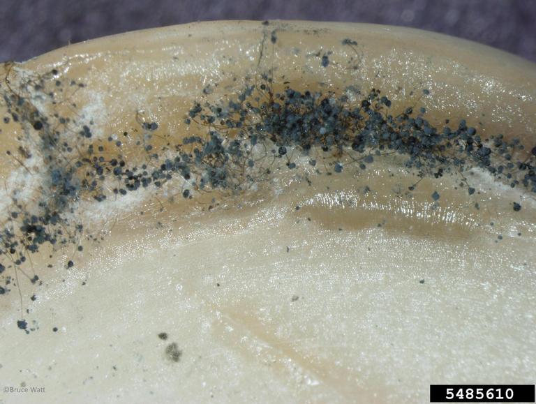 Sporangiophores with sporangia growing from clove.