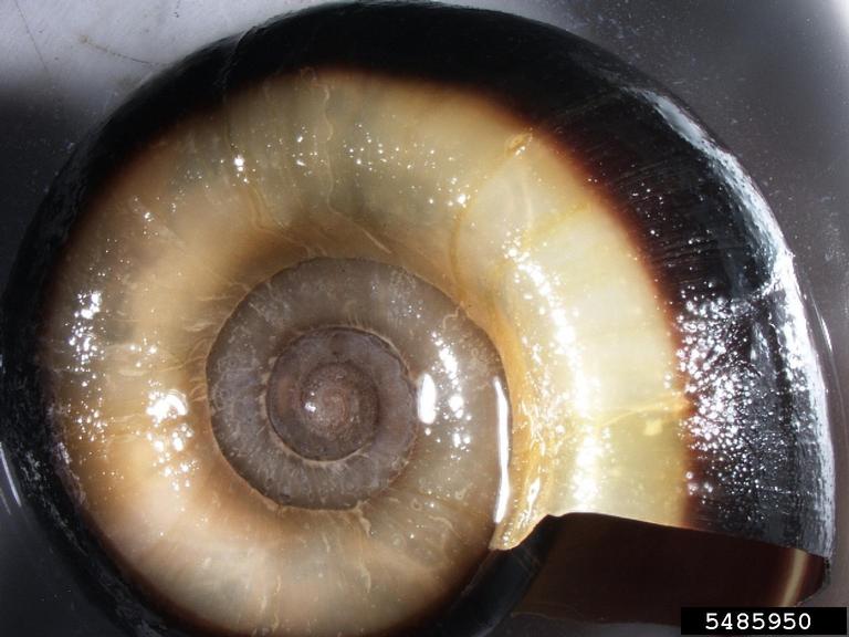 giant ramshorn snail (Marisa cornuarietis)