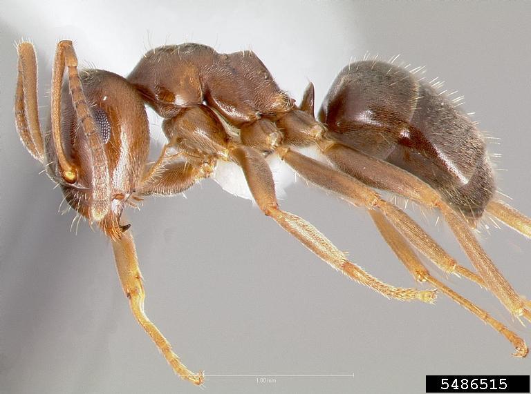 cornfield ant (Lasius alienus)
