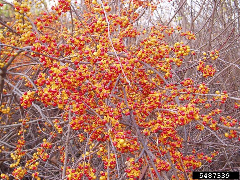 round leaf bittersweet (Celastrus orbiculatus)