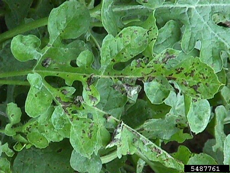 bacterial fruit blotch (Acidovorax avenae ssp. citrulli)