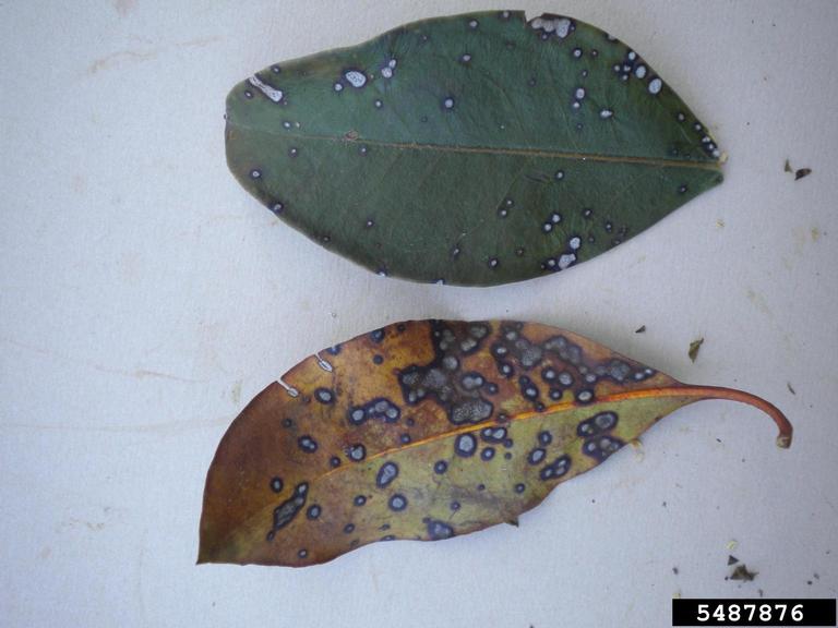 Pseudocercospora leaf spot (Pseudocercospora kalmiae ) on mountain