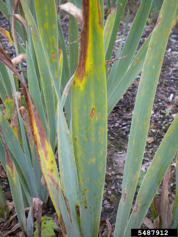 Heterosporium leaf spot on iris (Cladosporium iridis)