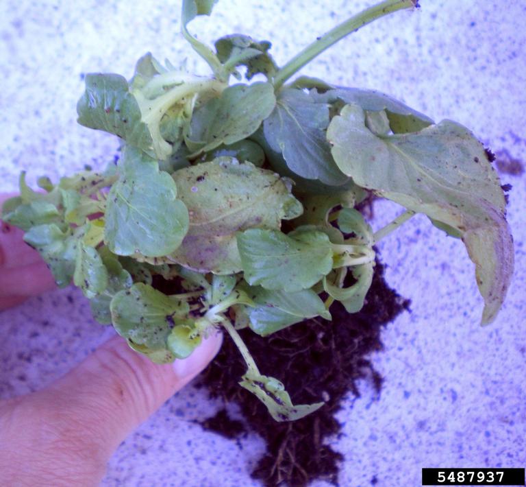 Pythium diseases (Pythium spp. ) on pansy (Viola x wittrockiana ) 5487937