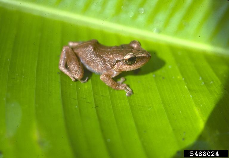 coqui (Eleutherodactylus coqui)