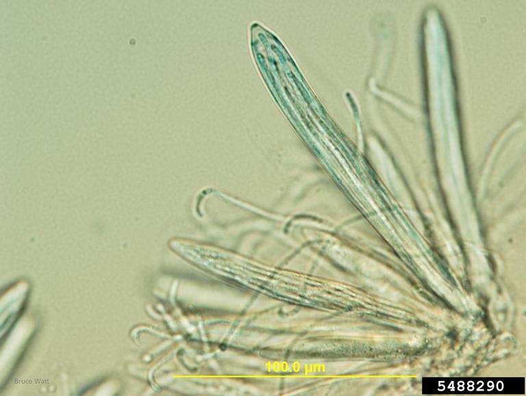 Lophodermium needle casts (Genus Lophodermium)