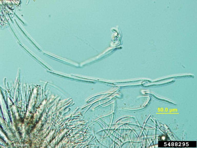 Lophodermium needle casts (Genus Lophodermium)