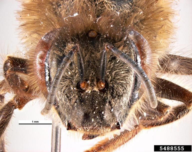 Cape honey bee (Apis mellifera ssp. capensis Escholtz)