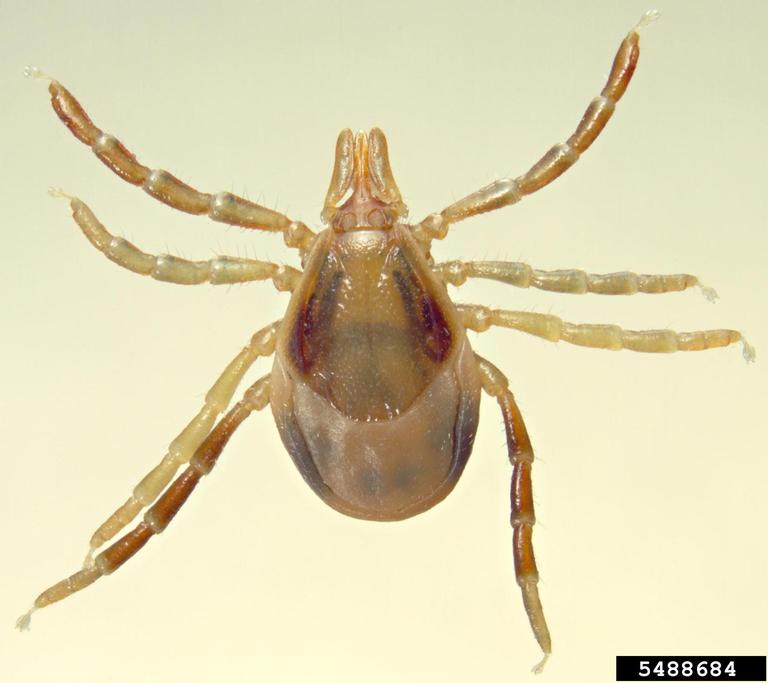 Australian paralysis tick (Ixodes holocyclus)