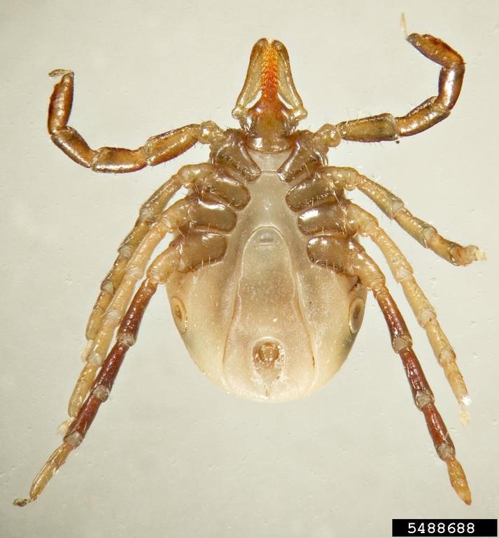 Australian paralysis tick (Ixodes holocyclus)