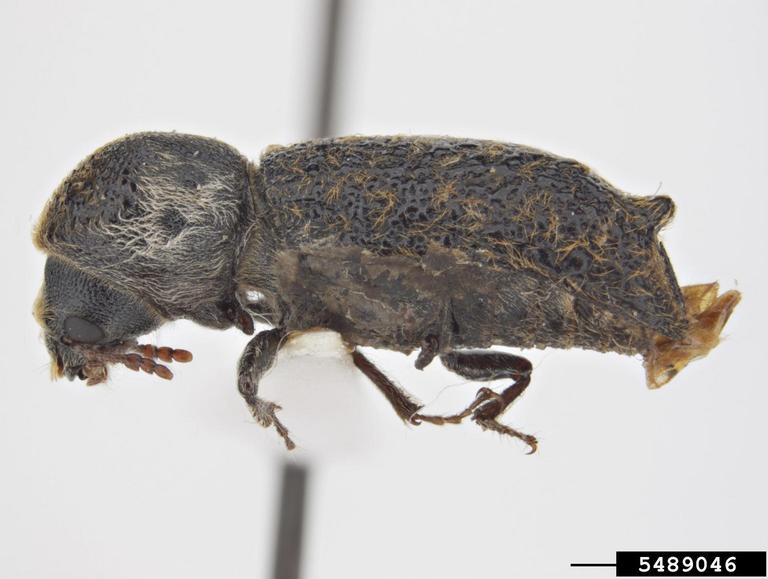 grape cane borer beetle (Amphicerus bimaculatus (Olivier, 1790))