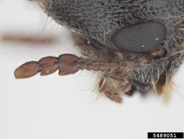 grape cane borer beetle (Amphicerus bimaculatus (Olivier, 1790))