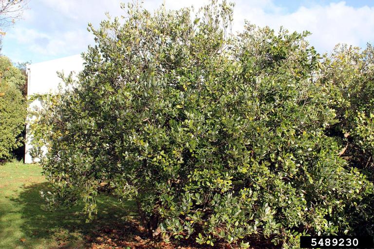 pineappleguava (Acca sellowiana)