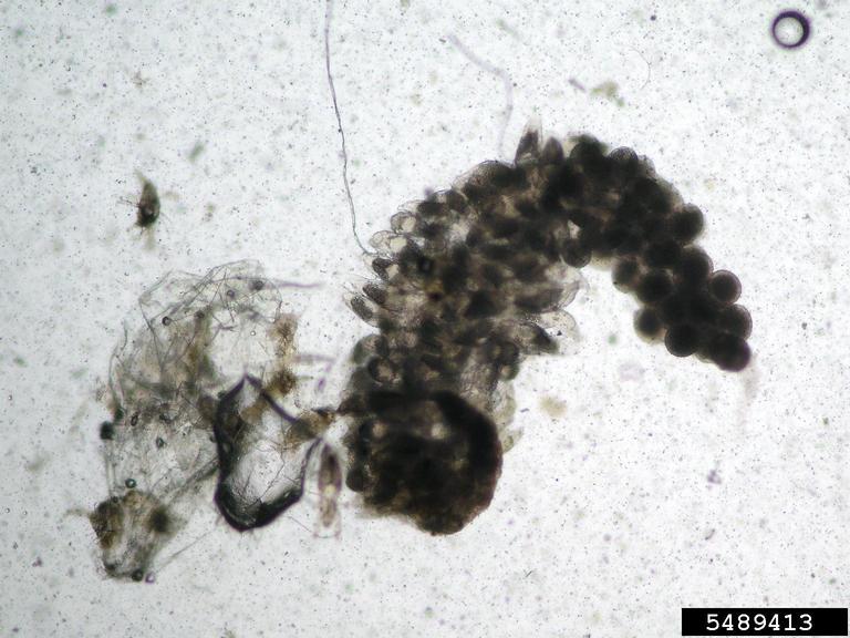 itch mites (Genus Pyemotes)