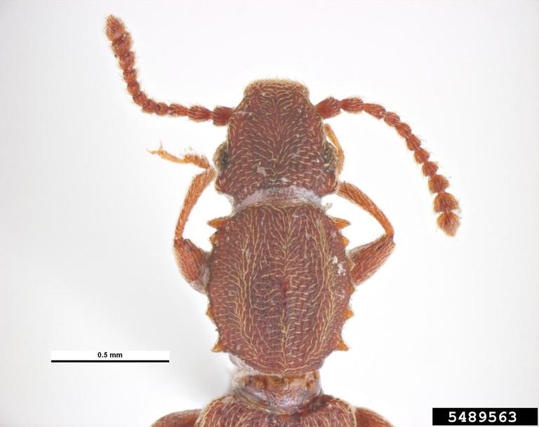 sawtoothed grain beetle (Oryzaephilus surinamensis)