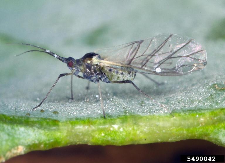 cabbage aphid, Brevicoryne brassicae (Hemiptera Aphididae) 5490042