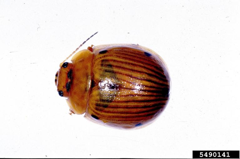 leaf beetles (Genus Paropsisterna)