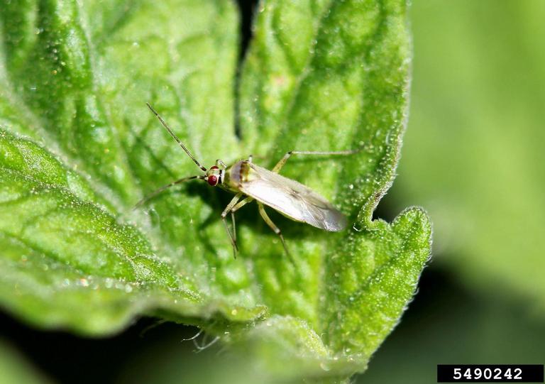 tomato bug (Engytatus modestus)