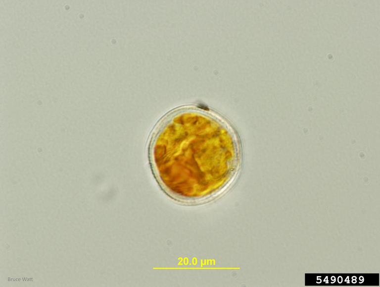 orange rust (Arthuriomyces peckianus)