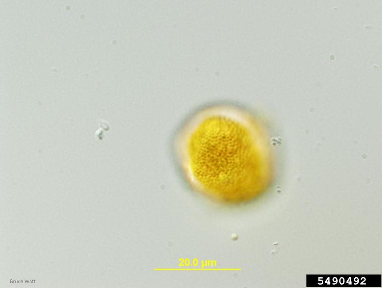 orange rust (Arthuriomyces peckianus)