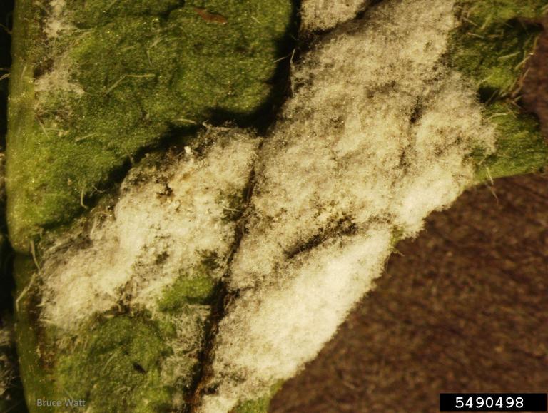 Sporulation on leaf surface