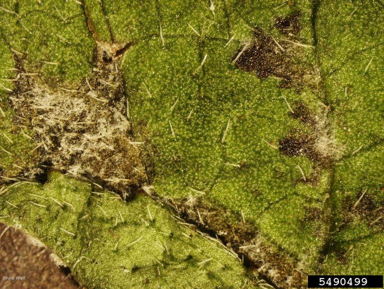 Sporulation on leaf surface