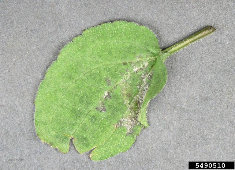 Symptomatic infected leaf
