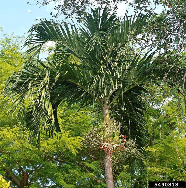 manila palm (Adonidia merrillii)