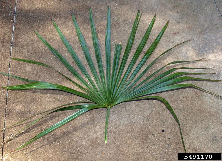 needle palm (Rhapidophyllum hystrix)
