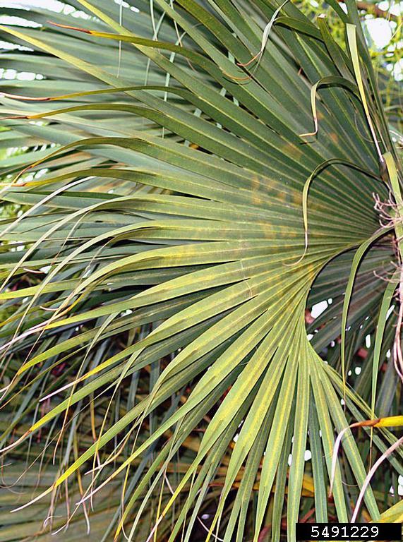 cabbage palmetto (Sabal palmetto)