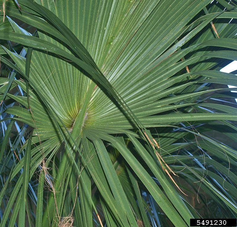 cabbage palmetto (Sabal palmetto)