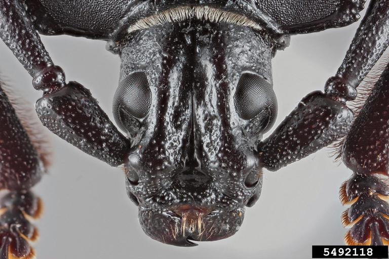 prionid beetle (Solenoptera dominicensis (Gahan, 1890))