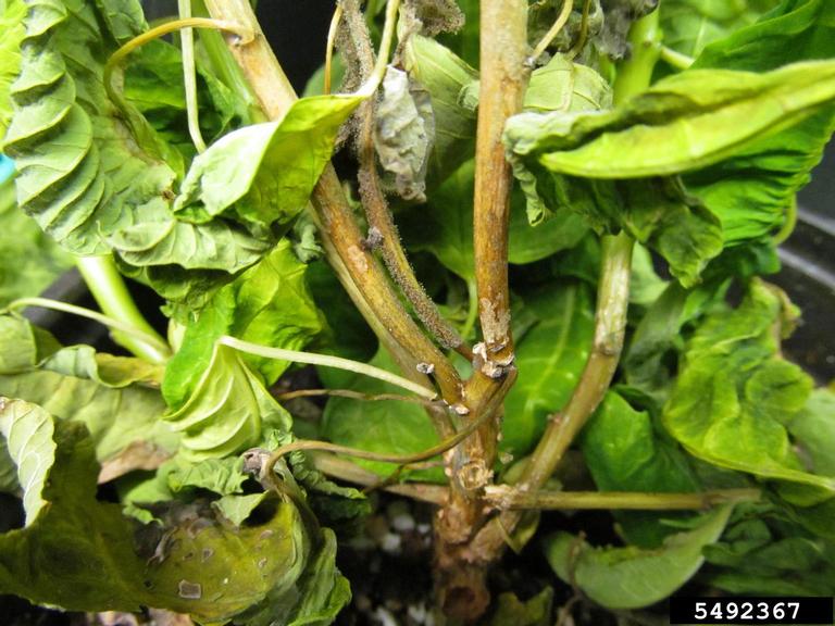 gray mold (Botrytis cinerea)