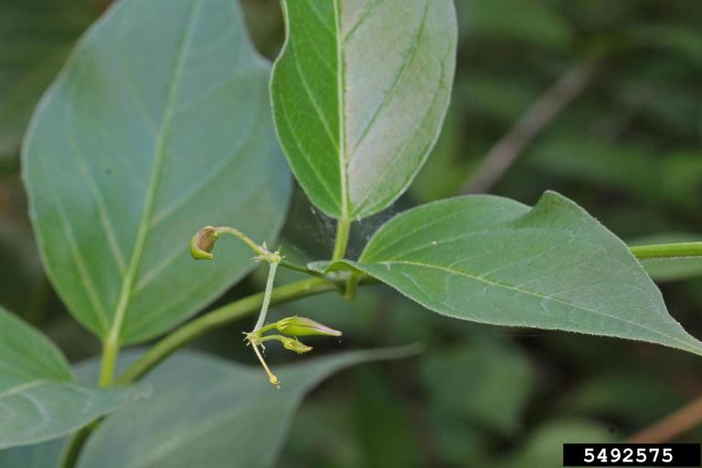 Dog strangling Vine European Swallowwort Vincetoxicum Rossicum 