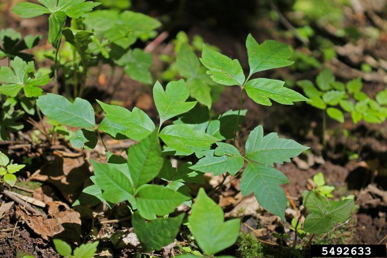 fragrant sumac (Rhus aromatica)