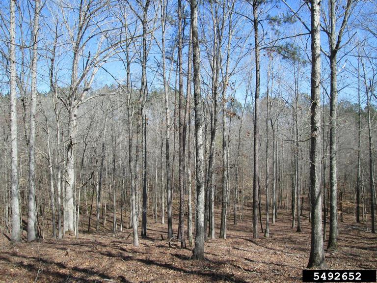 upland hardwood stand