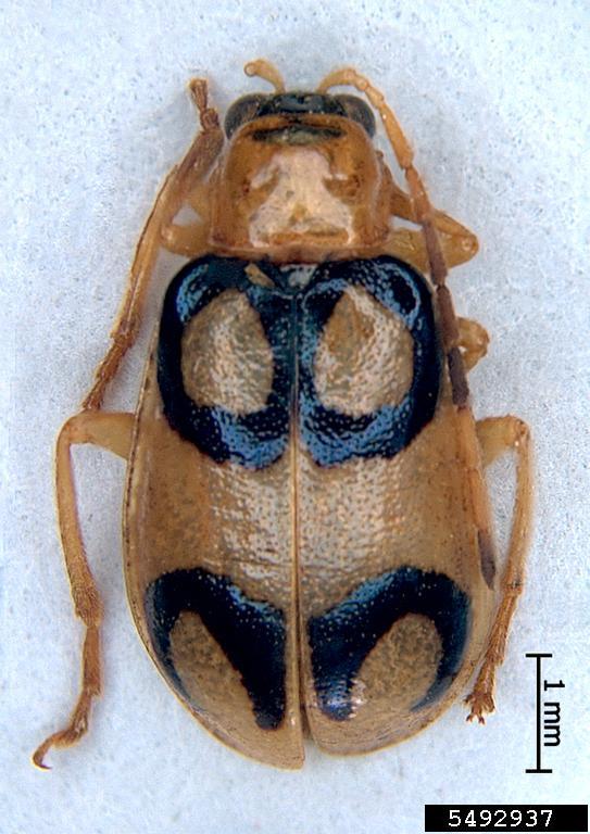 diabrotica beetle (Diabrotica biannularis)