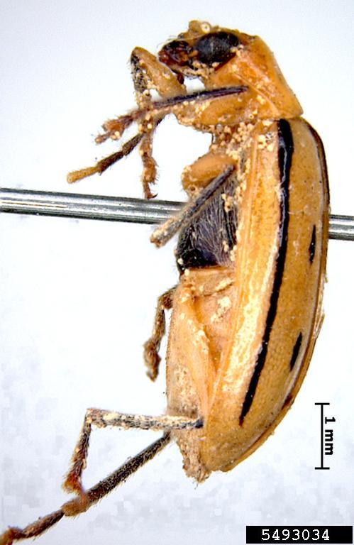 diabrotica beetle (Diabrotica curvilineata)