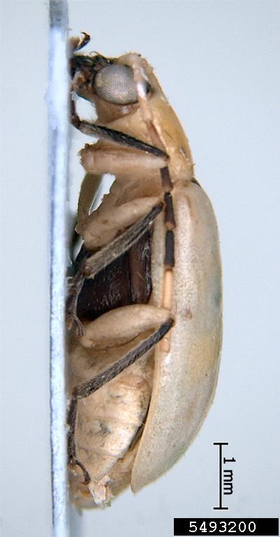 diabrotica beetle (Diabrotica graminea Baly)