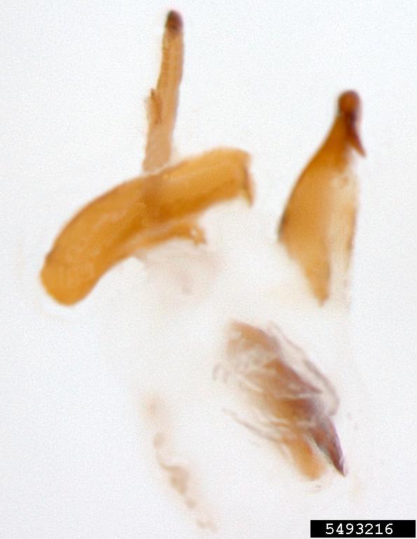 diabrotica beetle (Diabrotica gratiosa Baly)