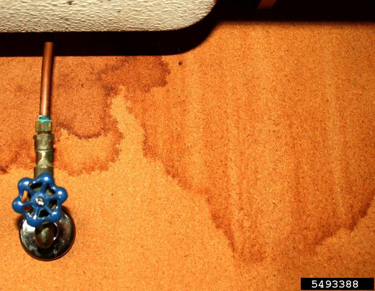 Integrated Pest Management (general)