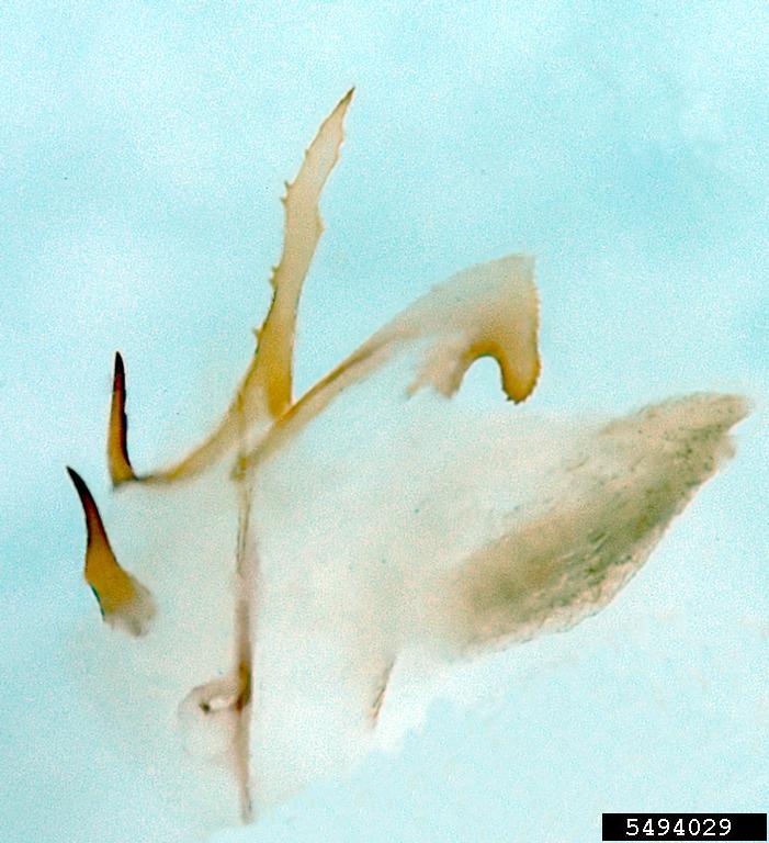 diabrotica beetle (Diabrotica impressipennis)