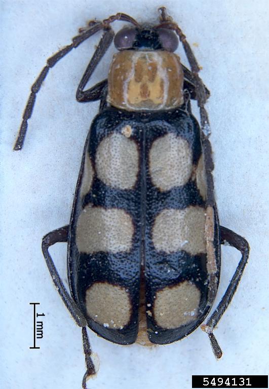 diabrotica beetle (Diabrotica morosa)
