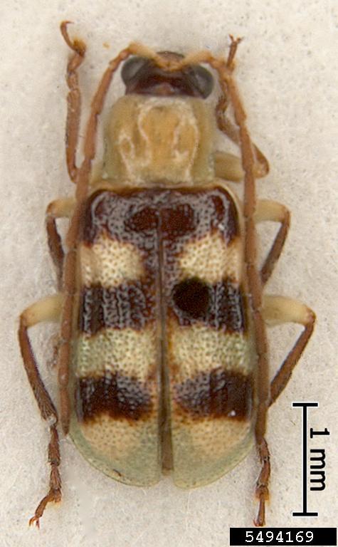 diabrotica beetle (Diabrotica occlusa)