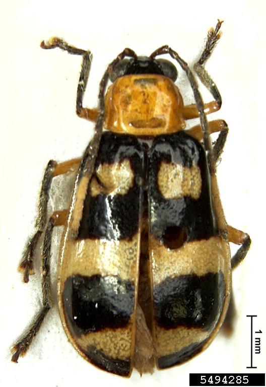 diabrotica beetle (Diabrotica pulchra)