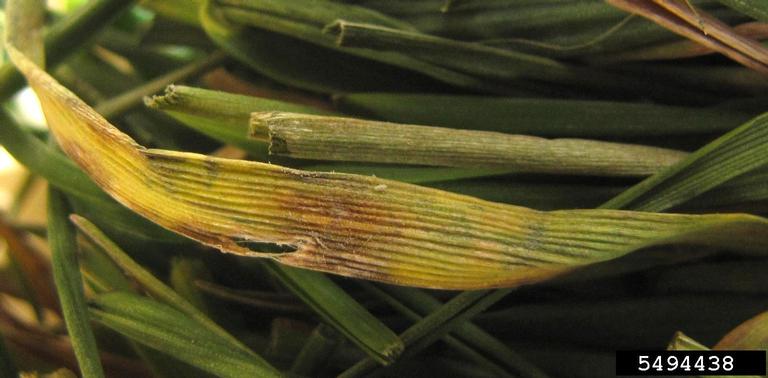 Developing leaf lesion of Septoria tritici blotch.