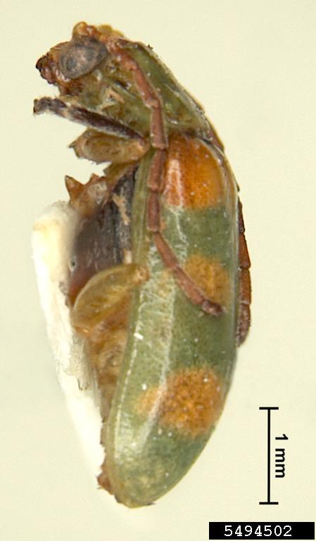 diabrotica beetle (Diabrotica speciosa speciosa)